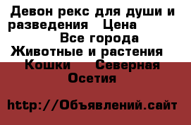 Девон рекс для души и разведения › Цена ­ 20 000 - Все города Животные и растения » Кошки   . Северная Осетия